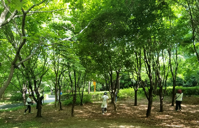 [강동구/숲해설] 일자산 숲속 보물 찾기 포스터