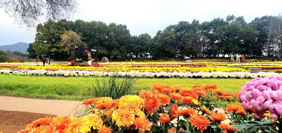 연천 국화축제 포스터