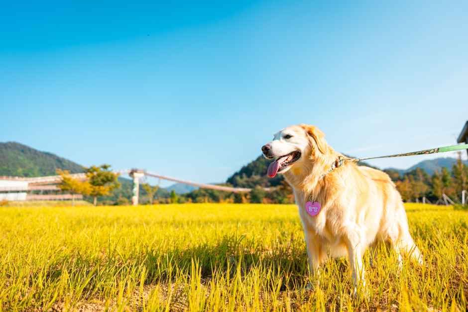포천펫스타 포스터
